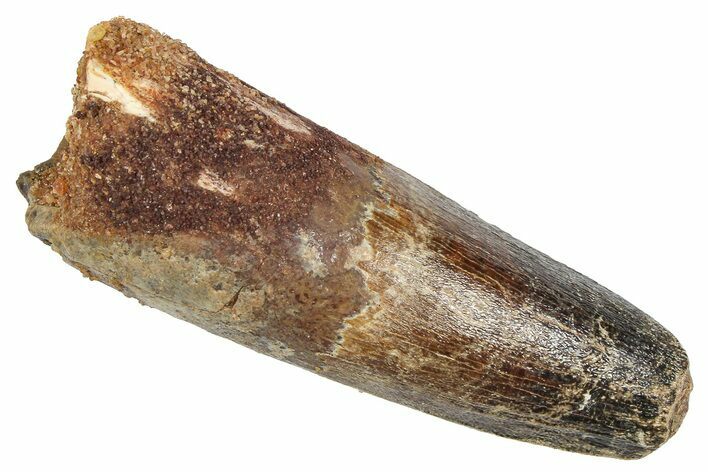 Fossil Spinosaurus Tooth - Feeding Worn Tooth #372906